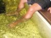 基於好奇心，利嘉閣精英真的嘗試「魚吻足樂Fish Spa」！